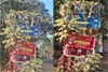 Who cares? - Wild vines cover the highway signpost at Kulashekara, Mangaluru